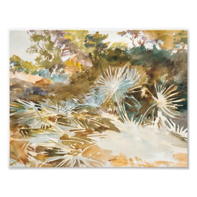 John Singer Sargent - Landscape with Palmettos Photo Print (Front)