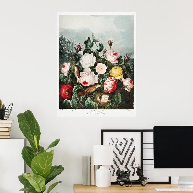 John Thornton Roses from The Temple of Flora Poster (Home Office)