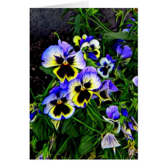 Johnny Jump Up (Front)