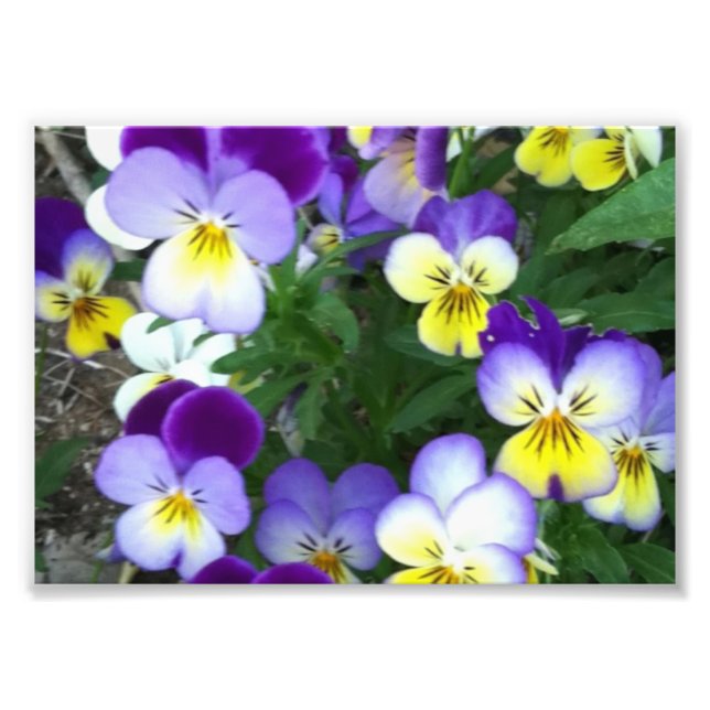 Johnny jump up's photo print (Front)