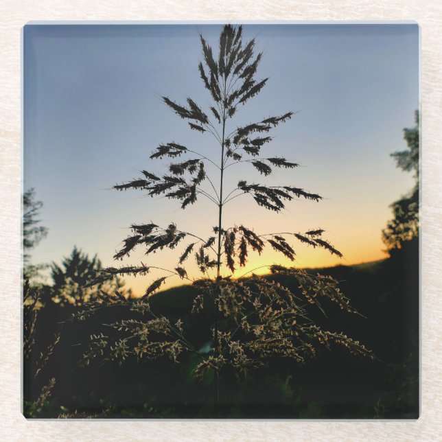 Johnson Grass Glass Coaster (Front)