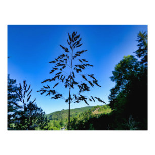 Johnson Grass Photo Print