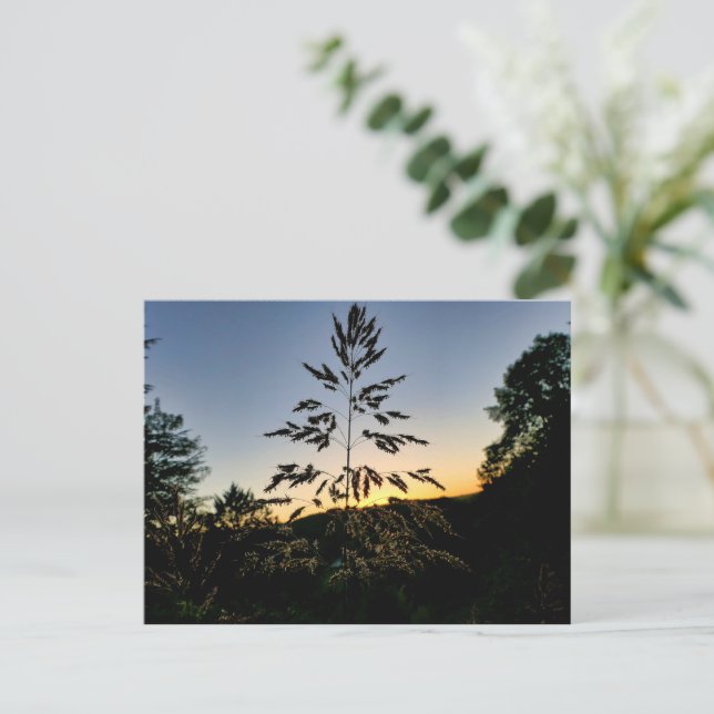Johnson Grass Postcard (Standing Front)