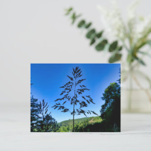 Johnson Grass Postcard