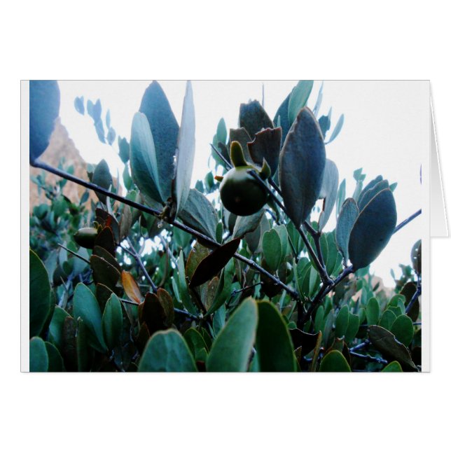 Jojoba (Front Horizontal)
