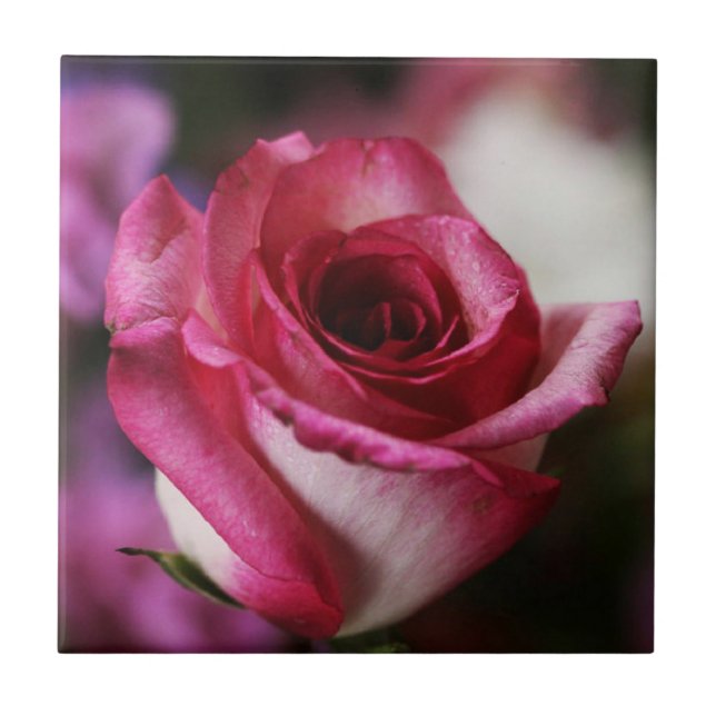 Jolene Rose Tile (Front)