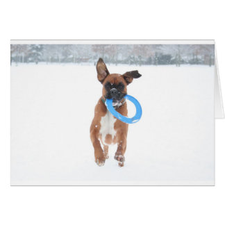 Jolie playing frizbee in the snow