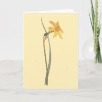 Jonquil Daffodil Yellow Flower Illustration