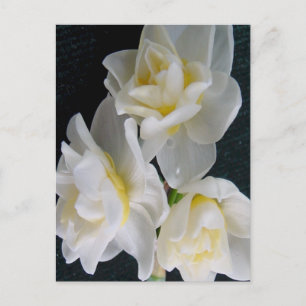 Jonquil Flower - Ecclesiastes 3:1 Postcard