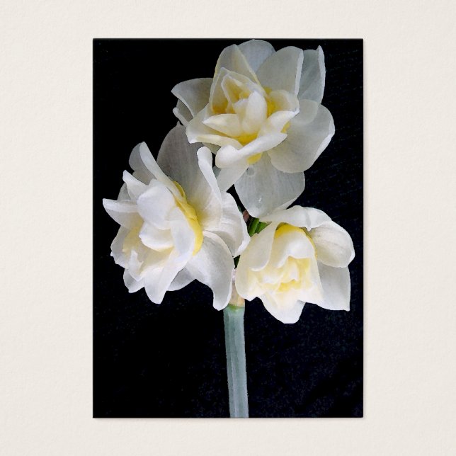 Jonquil Flower - Ecclesiastes 3:1 Tract Card / (Front)
