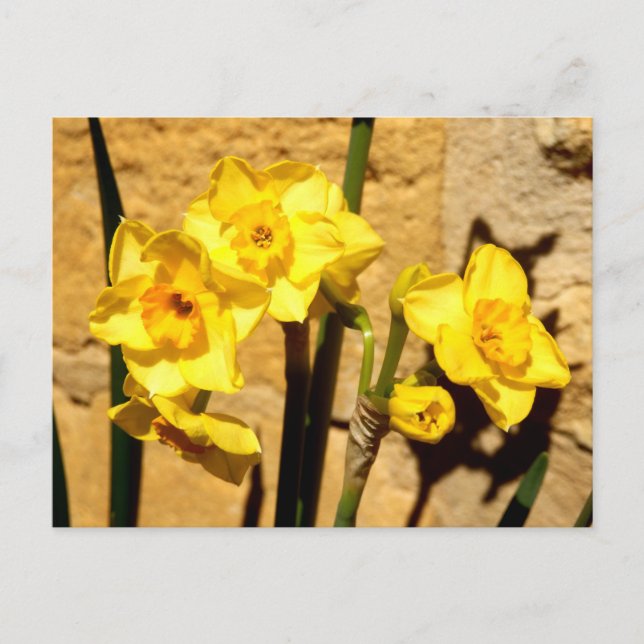 Jonquil Flowers Postcard (Front)