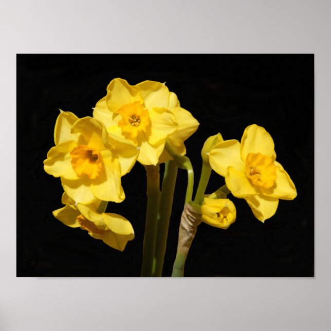 Jonquil Flowers Poster (Front)