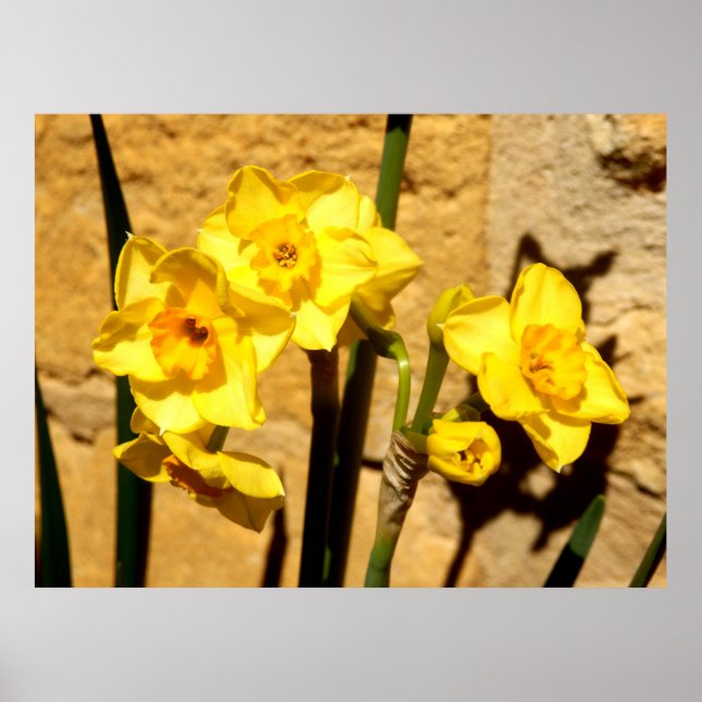 Jonquil Flowers Poster (Front)