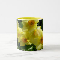 Jonquils/Daffodils/Narcissus