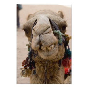 Jordan, Ancient Nabataean city of Petra Photo Print