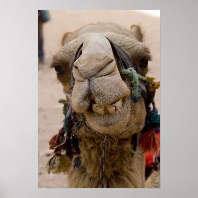 Jordan, Ancient Nabataean city of Petra Poster (Front)