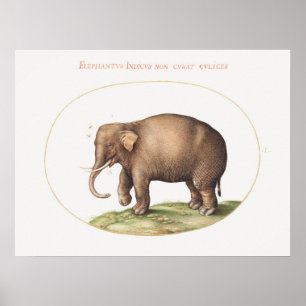 Joris Hoefnagel Elephant with Insects Illumination Poster