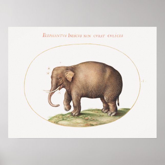 Joris Hoefnagel Elephant with Insects Illumination Poster (Front)