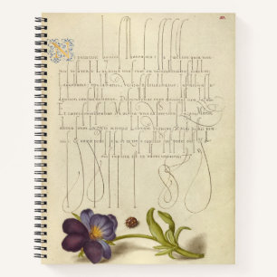 Joris Hoefnagel Ladybird and European 1562 Notebook