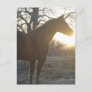 Jose Benito Postcard