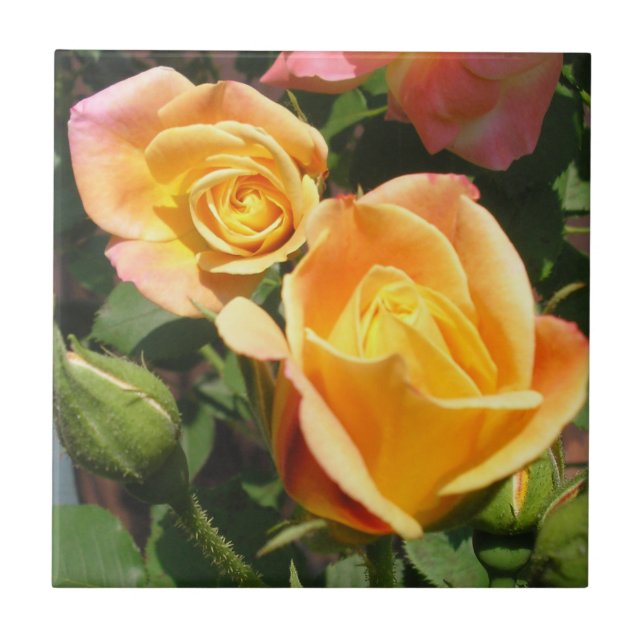 Joseph's Coat Roses Tile (Front)