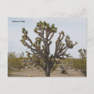 joshua, Joshua Tree Postcard