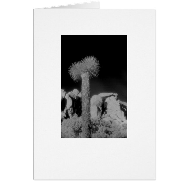 "Joshua Tree" (Front)