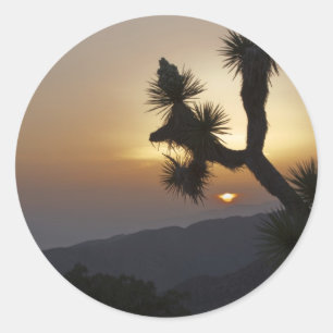 Joshua Tree at sunset Classic Round Sticker