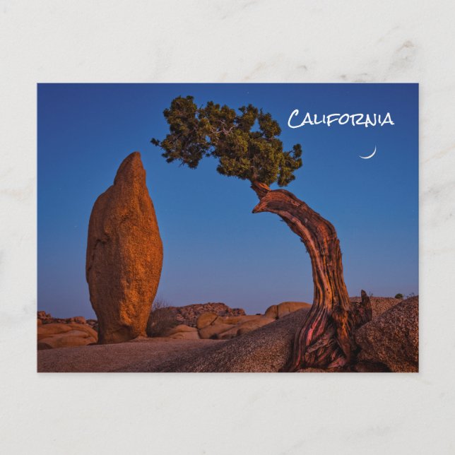 Joshua Tree California Postcard (Front)