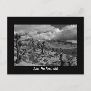 Joshua Tree Forest, Utah Postcard