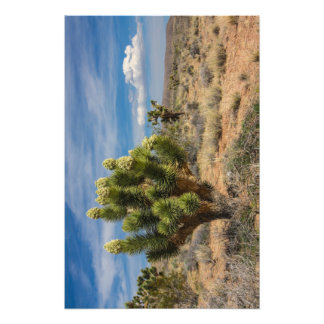 Joshua tree in bloom near Las Vegas Photo Print