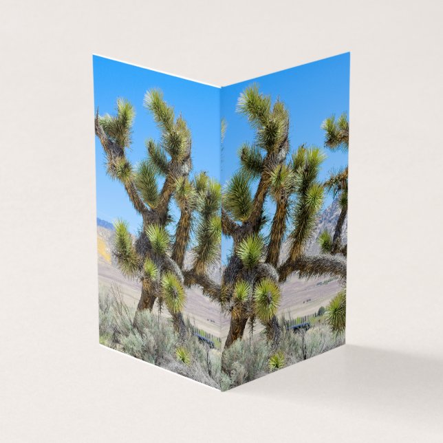 Joshua Tree in California      (Outside)