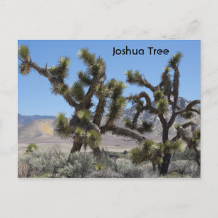 Joshua Tree in California Postcard