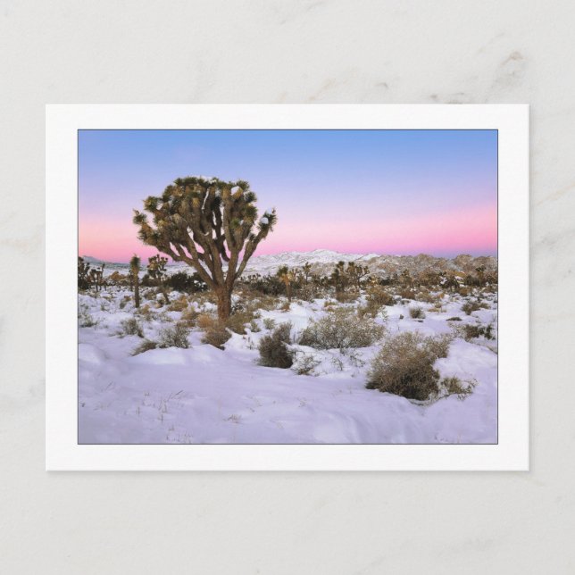 "Joshua Tree In Snow" Postcard (Front)
