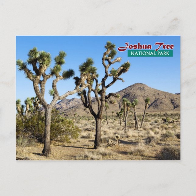 Joshua Tree National Park, California Postcard (Front)
