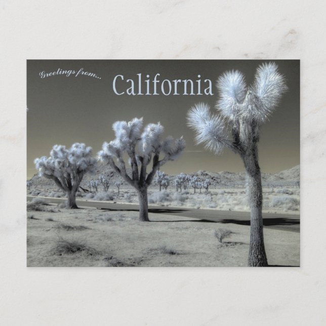 Joshua Tree National Park California Postcard (Front)