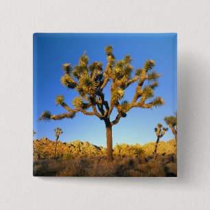 Joshua Tree National Park, California. USA. 15 Cm Square Badge