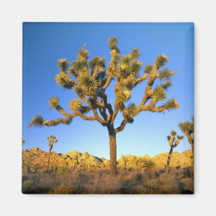 Joshua Tree National Park, California. USA. Magnet
