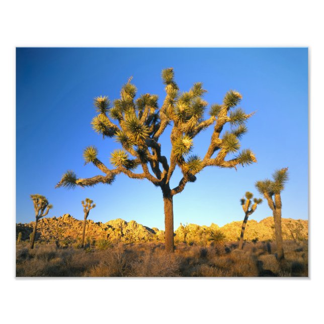 Joshua Tree National Park, California. USA. Photo Print (Front)