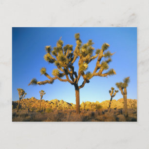 Joshua Tree National Park, California. USA. Postcard