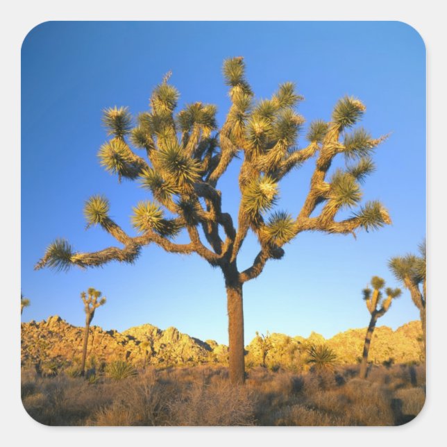 Joshua Tree National Park, California. USA. Square Sticker (Front)