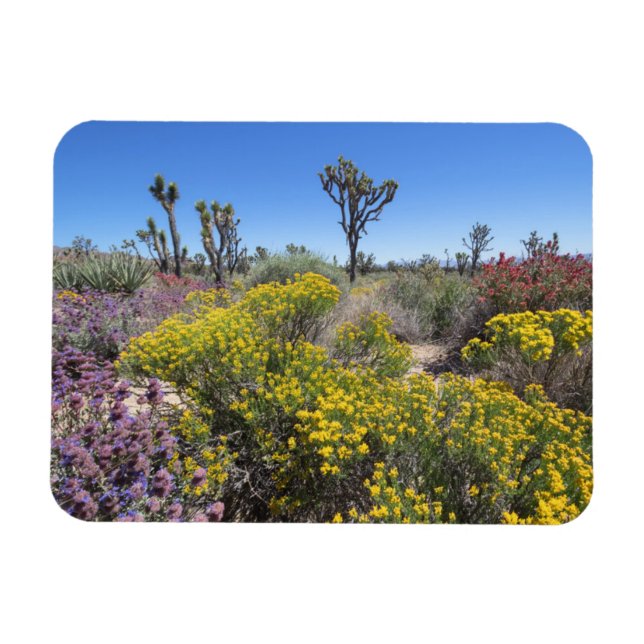 Joshua Tree National Park In Bloom Magnet (Horizontal)