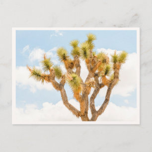 Joshua Tree National Park Lover Photo Gift Postcard