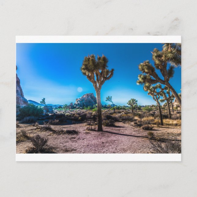 Joshua Tree National Park Postcard (Front)