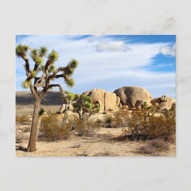 Joshua Tree National Park Postcard (Front)