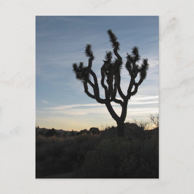 Joshua Tree National Park Postcard (Front)