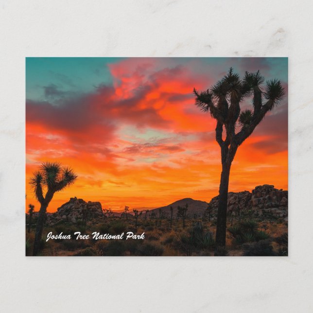 Joshua Tree National Park Postcard (Front)