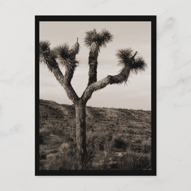 Joshua Tree Postcard (Front)