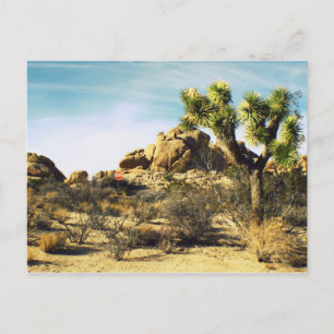Joshua Tree Postcard