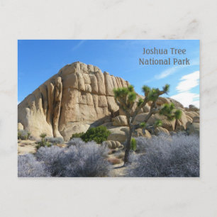 Joshua Tree Postcard! Postcard